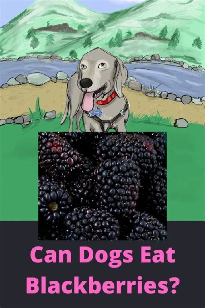 Can dogs eat blackberries?