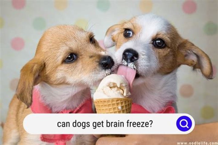 Can dogs get brain freeze?