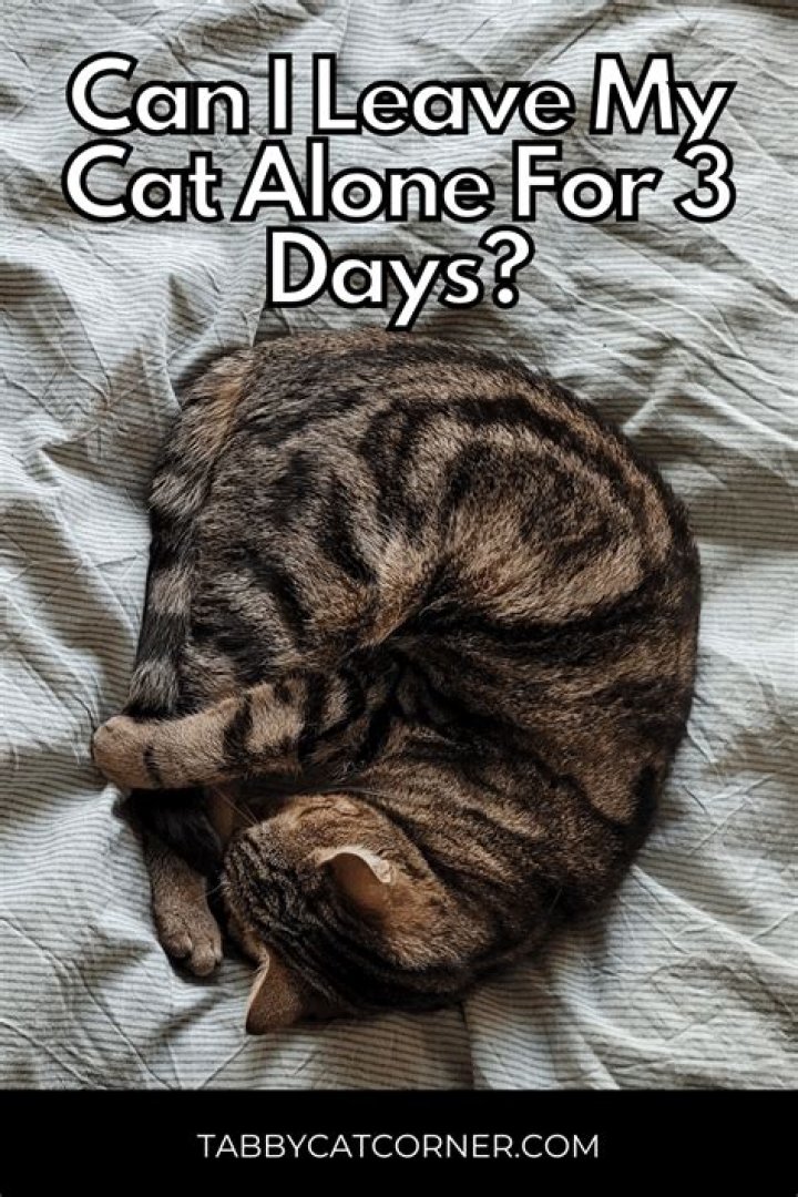 Can I leave my cat alone for 4 days?