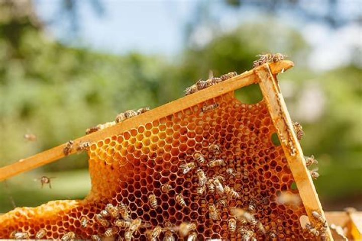Do any other bees make honey?