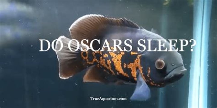 Do Oscars sleep?