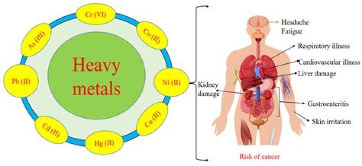 Does ginger have heavy metals?