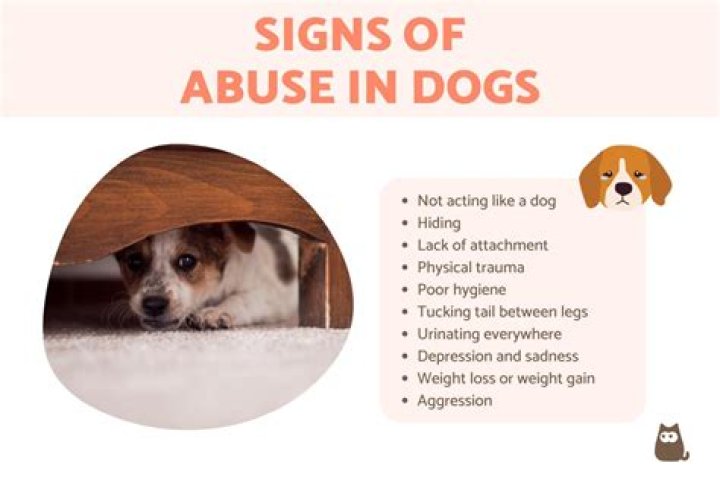How do you bond with an abused dog?