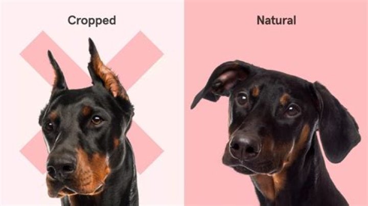 Is it illegal to crop dogs ears?