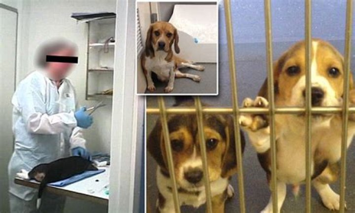 Is testing on dogs legal in the UK?