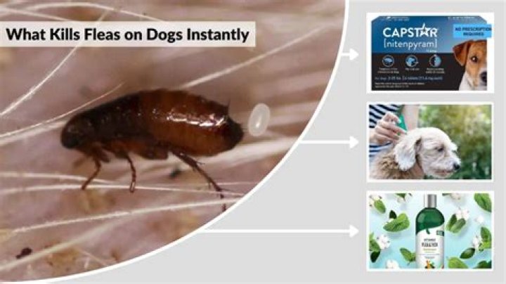 What kills fleas naturally on dogs?