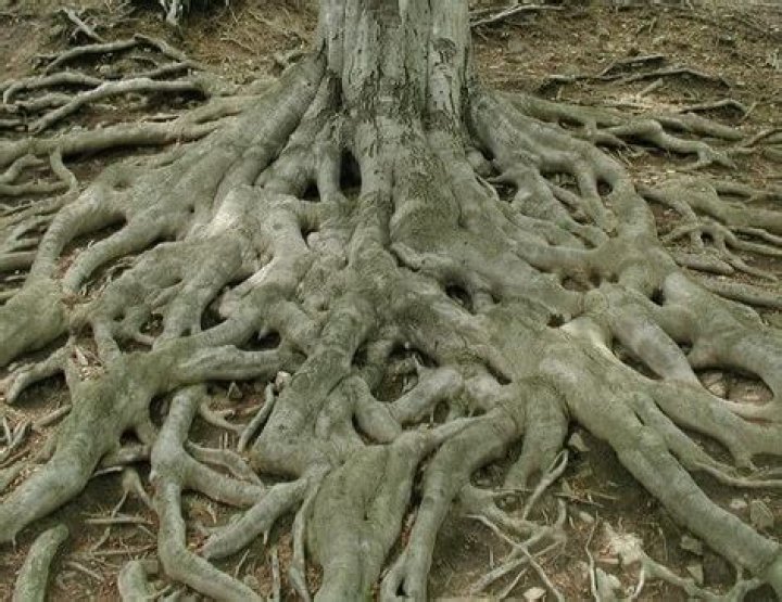 Will lye dissolve tree roots?